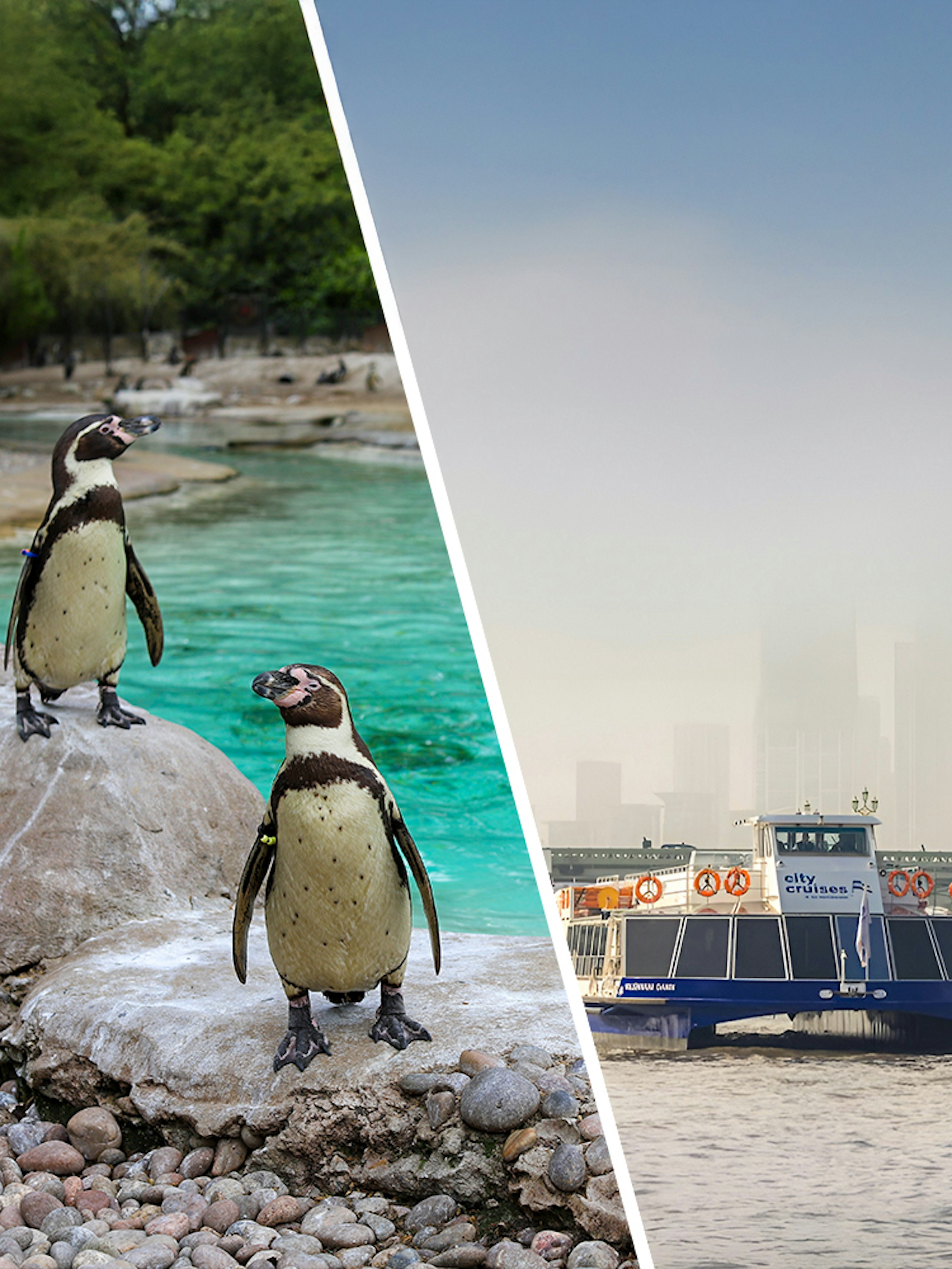Penguins on rocks at a zoo and a city cruise boat on the Thames in London.