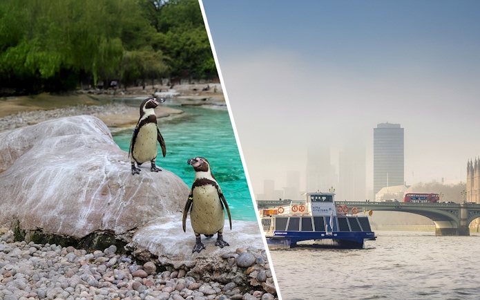 Penguins on rocks at a zoo and a city cruise boat on the Thames in London.