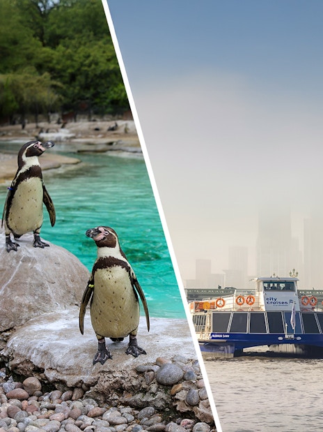 Penguins on rocks at a zoo and a city cruise boat on the Thames in London.
