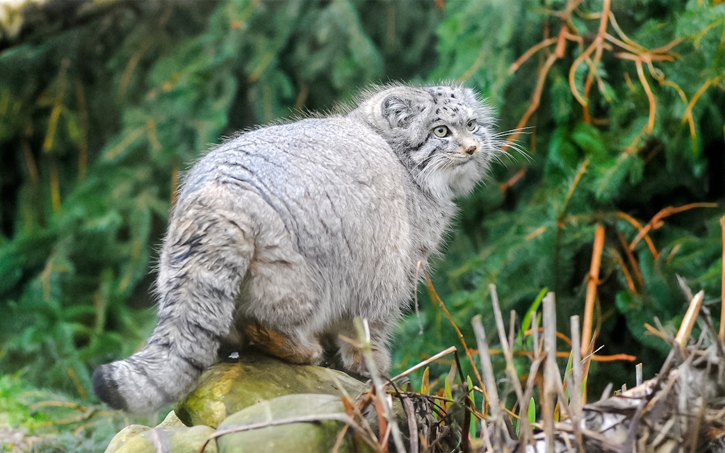 Pallas's cat on a rock at Edinburgh Zoo.