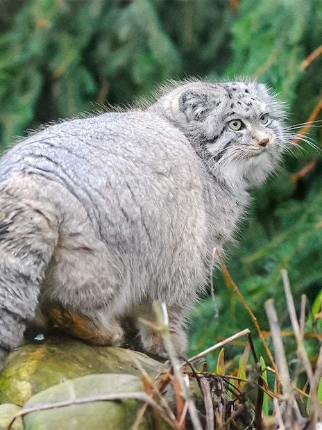 Pallas's cat on a rock at Edinburgh Zoo.