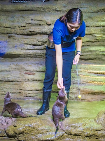 Aquaria Phuket staff feeding otters in a rocky enclosure.