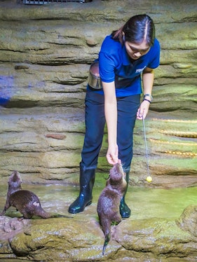 Aquaria Phuket staff feeding otters in a rocky enclosure.