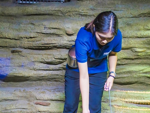 Aquaria Phuket staff feeding otters in a rocky enclosure.