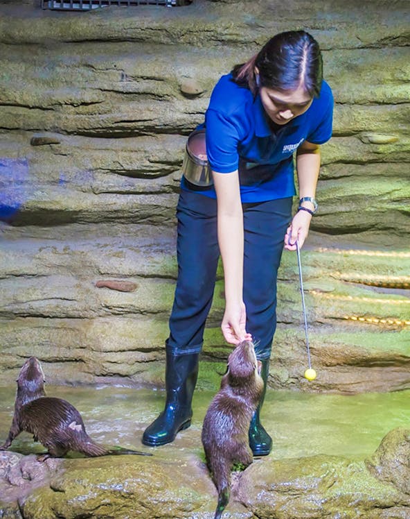 Aquaria Phuket staff feeding otters in a rocky enclosure.