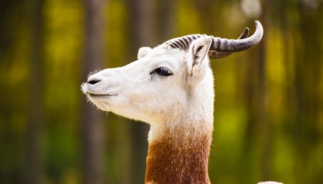 Mohor Gazelle
