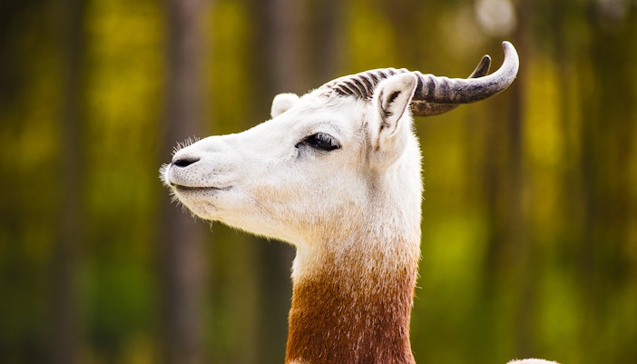 Mohor Gazelle