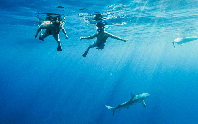 Snorkelers swimming above a shark in clear blue waters during O'ahu Shark Dive Tour.