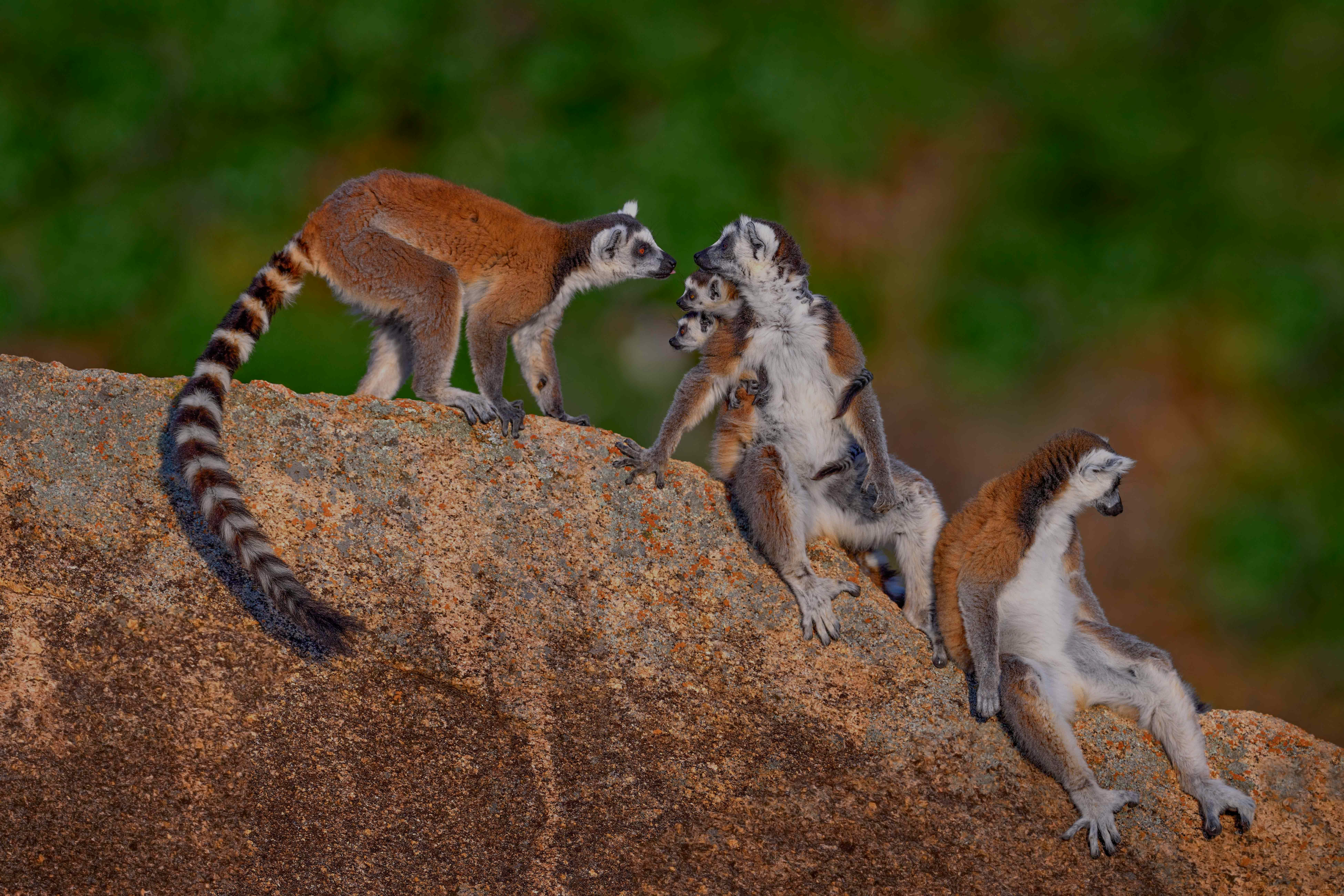 Madagascar bronx zoo