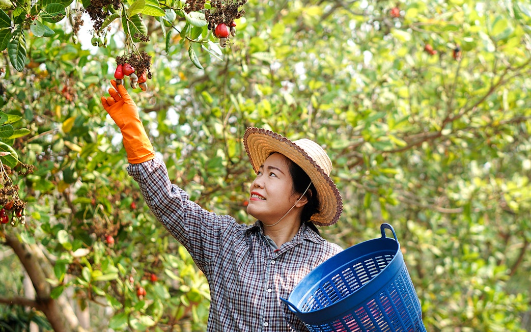 Tourist picking cashew apples in a Phuket orchard during a day tour.