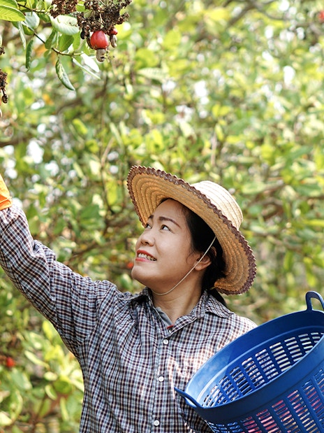 Tourist picking cashew apples in a Phuket orchard during a day tour.