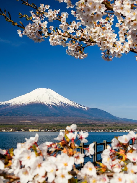 Cherry blossoms framing Mount Fuji by Lake Yamanaka, Japan.