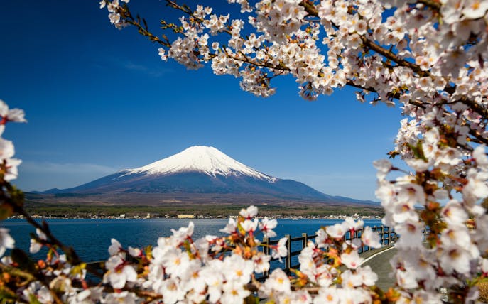 Cherry blossoms framing Mount Fuji by Lake Yamanaka, Japan.