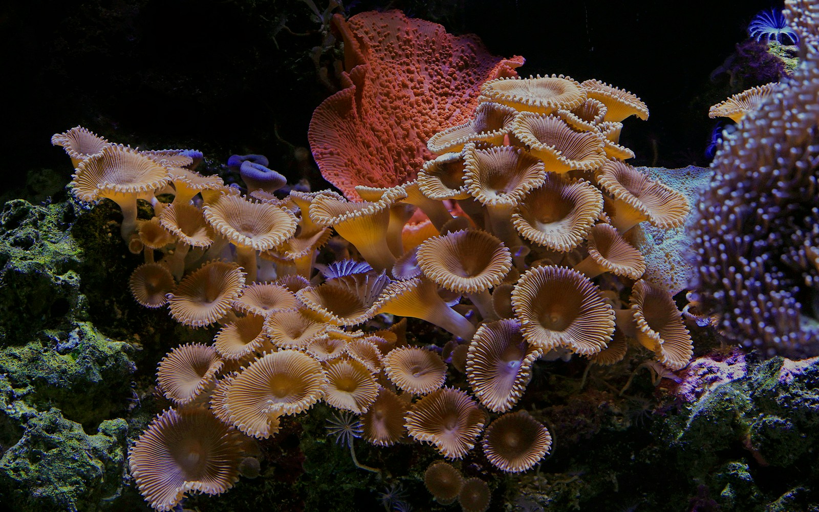 Paris Aquarium