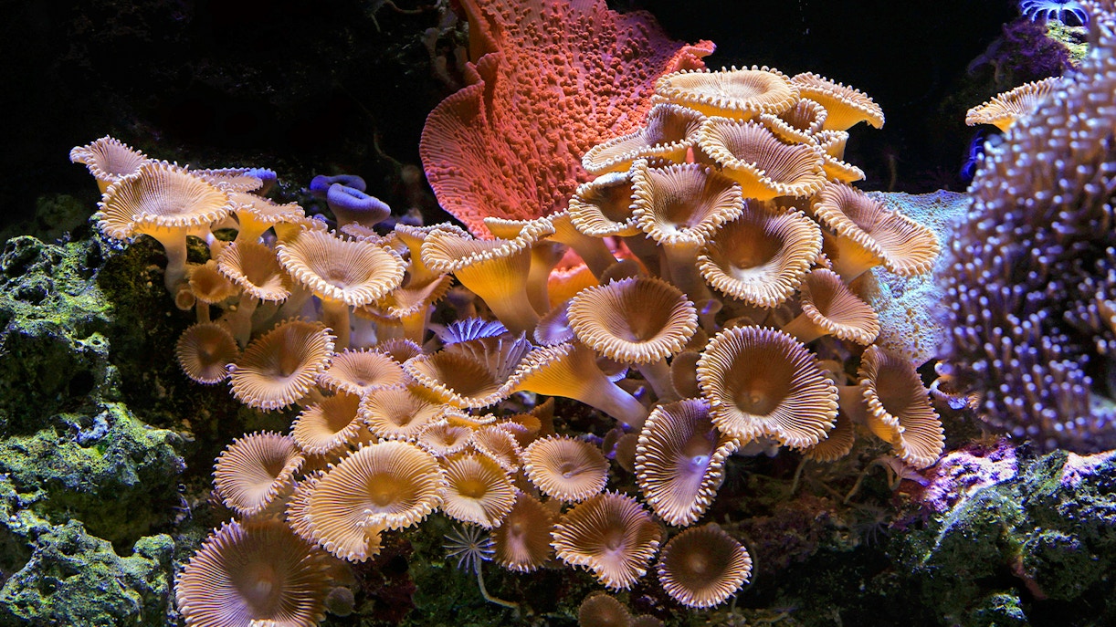 Paris Aquarium Rules