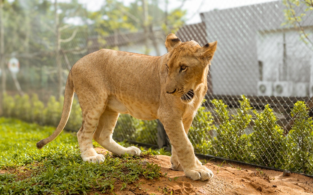 Lion walking in an enclosure at Lion Land Phuket.