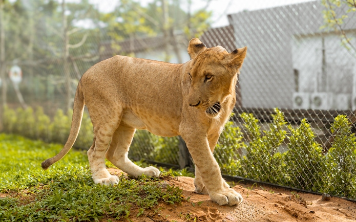 Lion walking in an enclosure at Lion Land Phuket.
