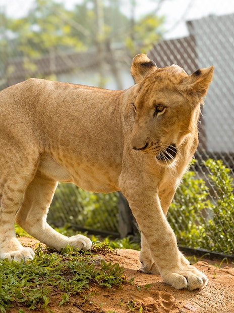 Lion walking in an enclosure at Lion Land Phuket.