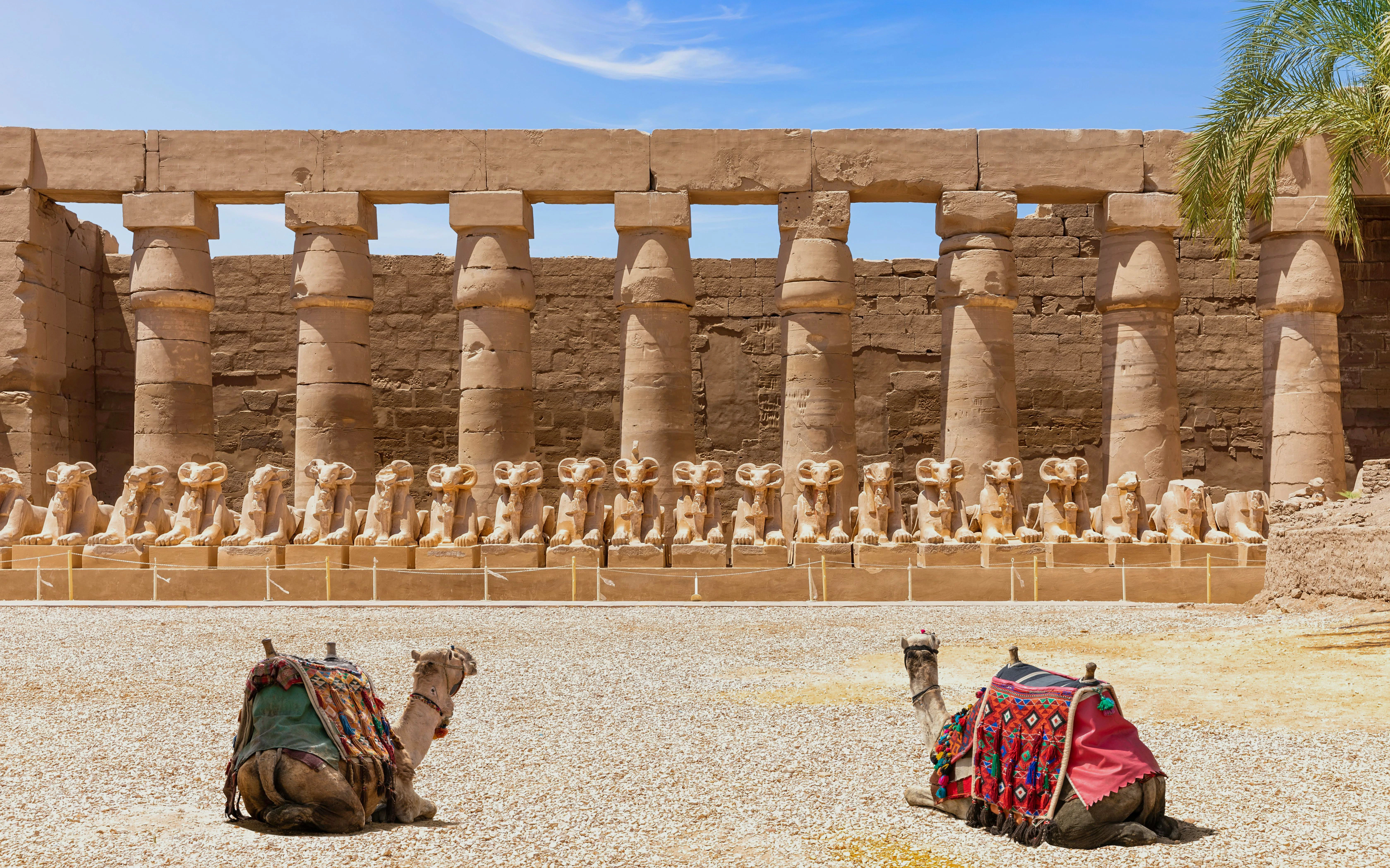 Camels resting before Avenue of Ram Sphinxes, Karnak Temple, Luxor, Egypt.