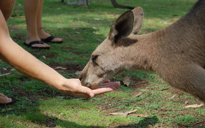 Hand feeding a kangaroo in Sydney park.