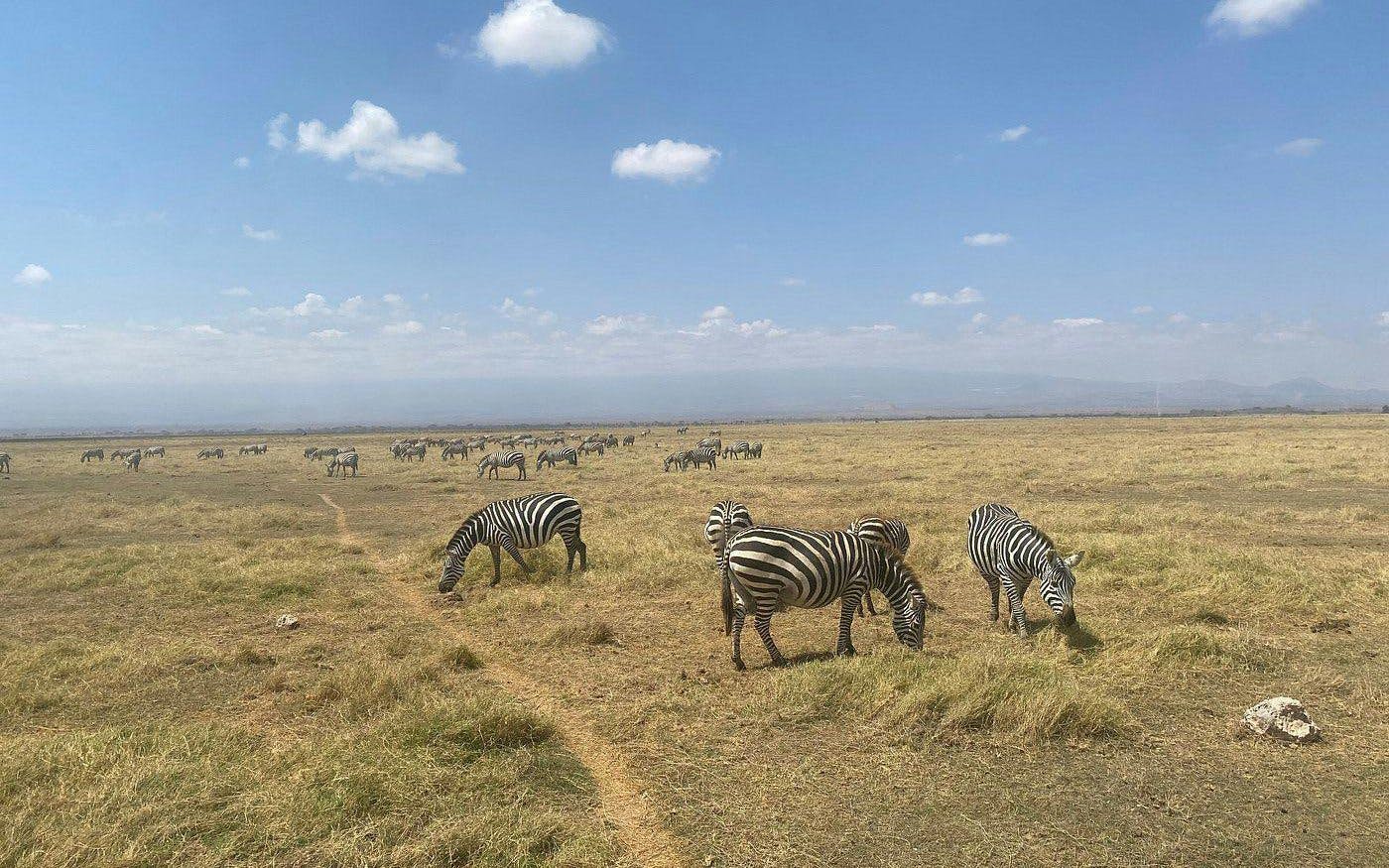 Zebras grazing in Amboseli National Park, Kenya, with distant mountains under a clear sky.