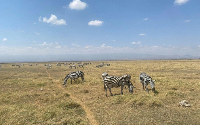 Zebras grazing in Amboseli National Park, Kenya, with distant mountains under a clear sky.