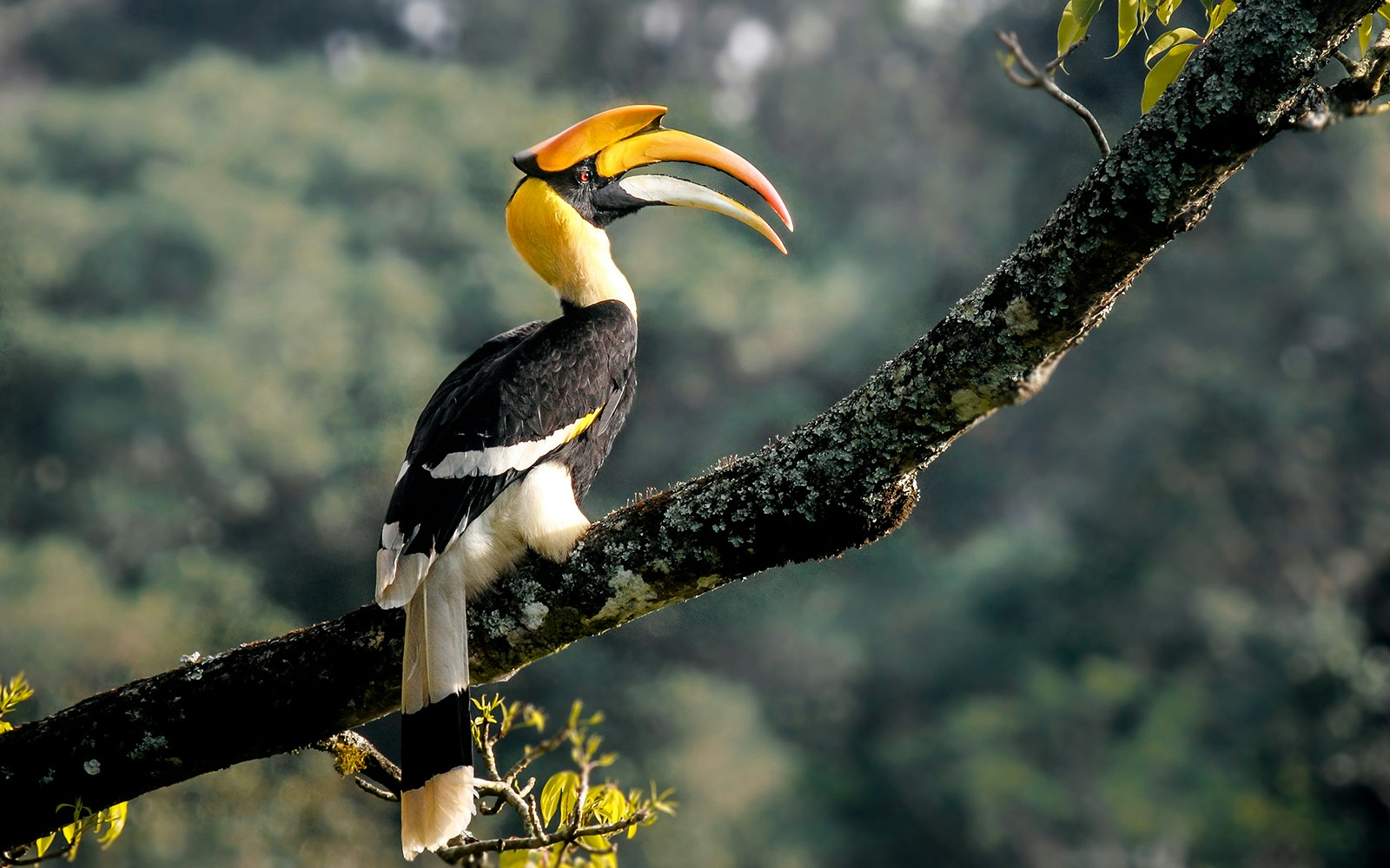 Great hornbill perched on a tree branch in a forest setting.