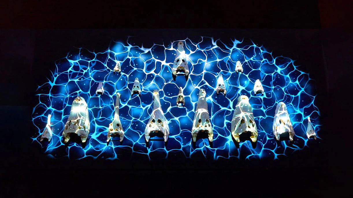 Illuminated crocodile skulls on a blue patterned background at Croc! Lost Giants to Living Legends exhibit.