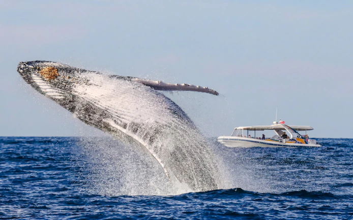 Whale breaching near a tour boat on a Sydney Whale Watching Cruise.