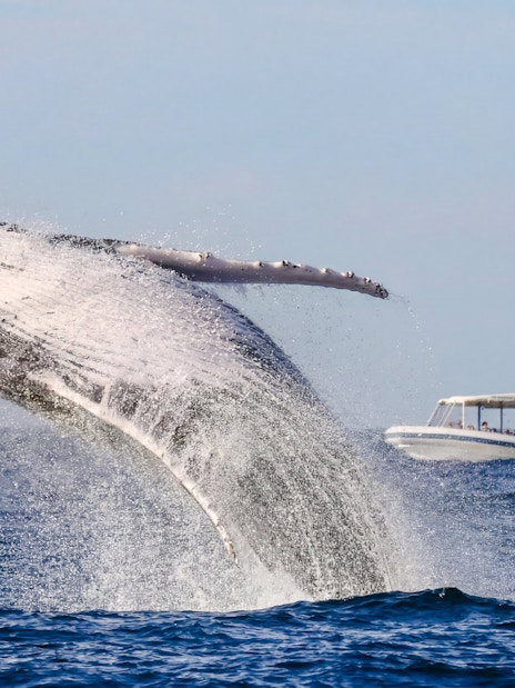 Whale breaching near a tour boat on a Sydney Whale Watching Cruise.