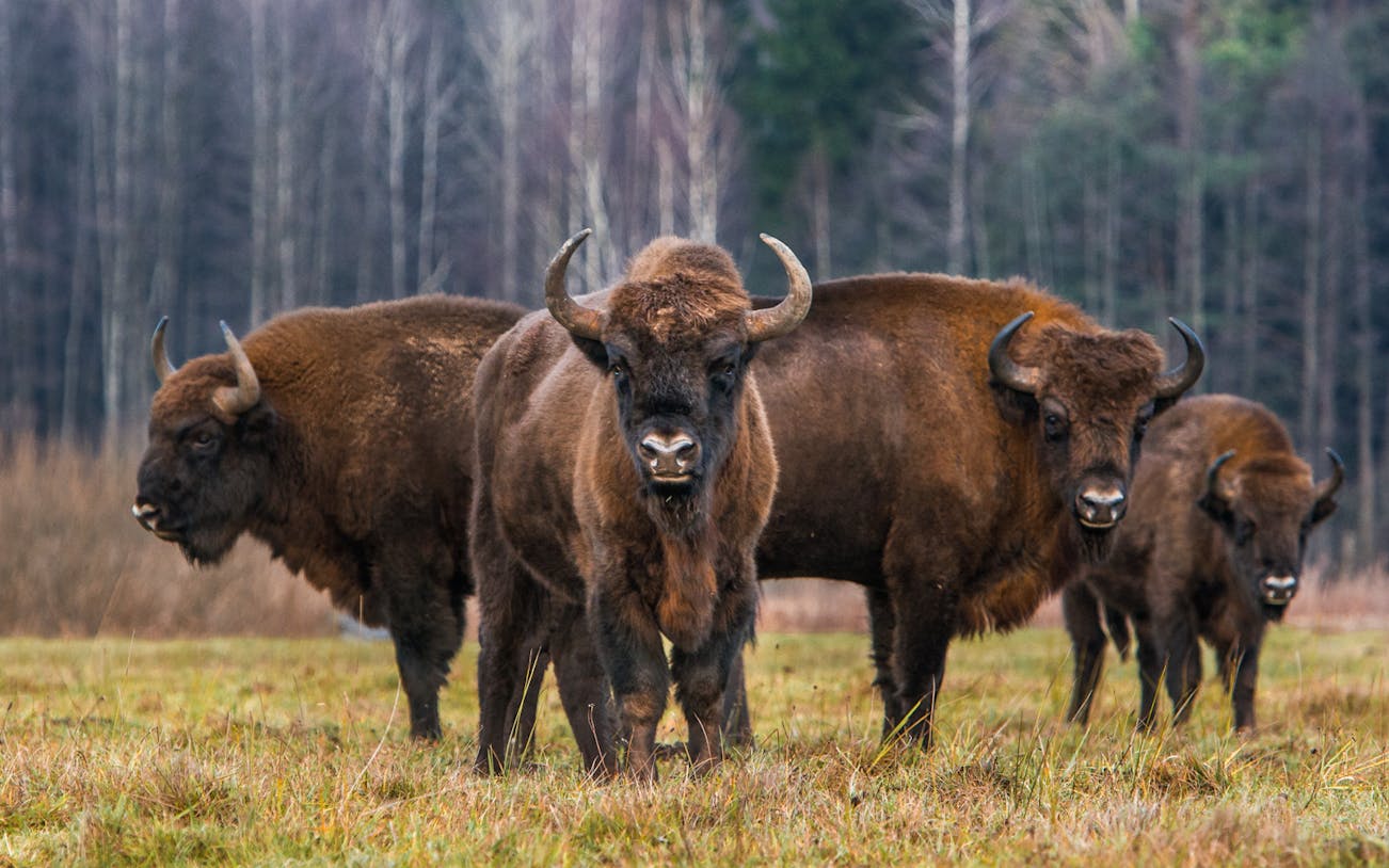 Bison grazing in Bialowieza National Park, Poland, during a small-group tour from Warsaw.