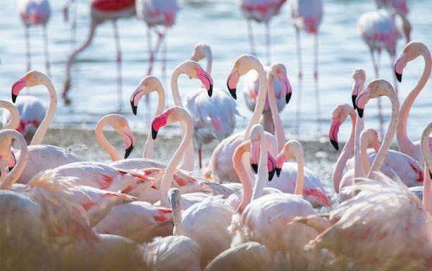 Flamingos gathered at Al Wathba Wetland Reserve, Abu Dhabi.
