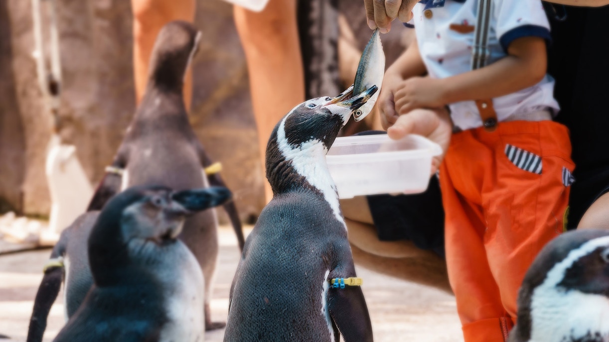 penguin feeding session