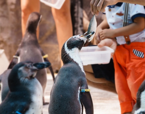 Face-to-face with Penguins