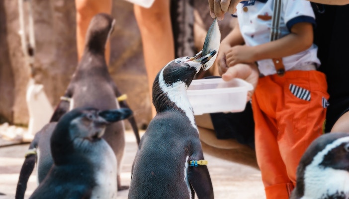 Humboldt penguins Feedings