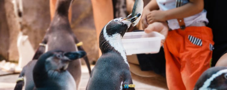 Humboldt Penguins