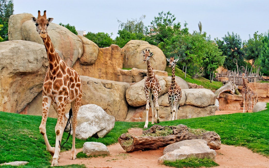 Giraffes walking among rocks and greenery at Bioparc Valencia.