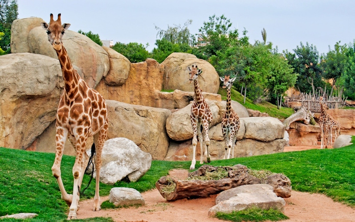 Giraffes walking among rocks and greenery at Bioparc Valencia.