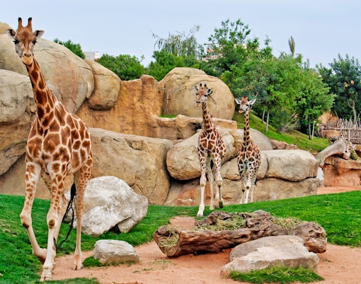 Bioparc Valencia entrances
