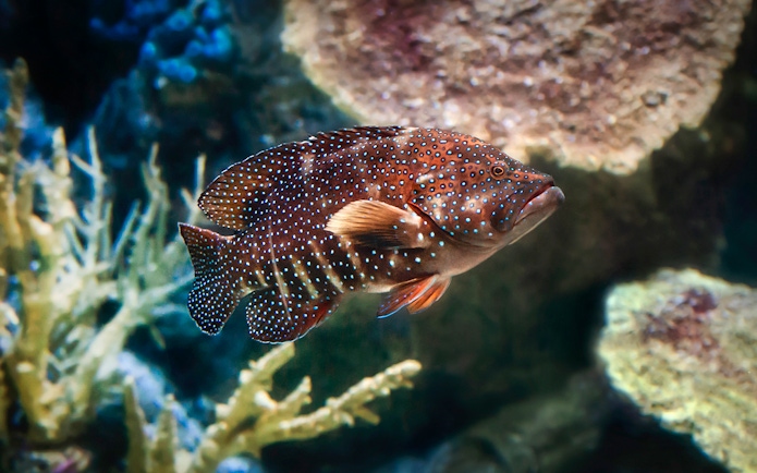 Colorful fish swimming at Aquarium of the Pacific, Long Beach.