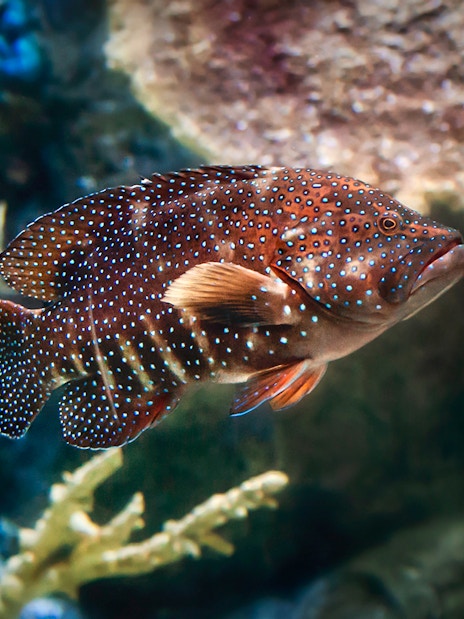 Colorful fish swimming at Aquarium of the Pacific, Long Beach.