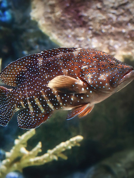 Colorful fish swimming at Aquarium of the Pacific, Long Beach.