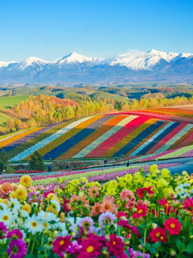 Colorful flower fields with snow-capped mountains in Hokkaido, Japan.