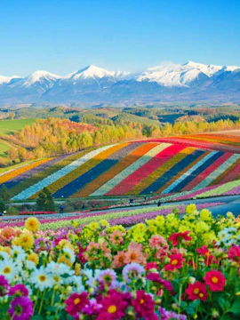 Colorful flower fields with snow-capped mountains in Hokkaido, Japan.