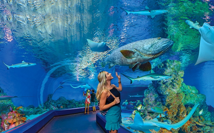 Visitors observing marine life in an underwater tunnel at Cairns Aquarium.