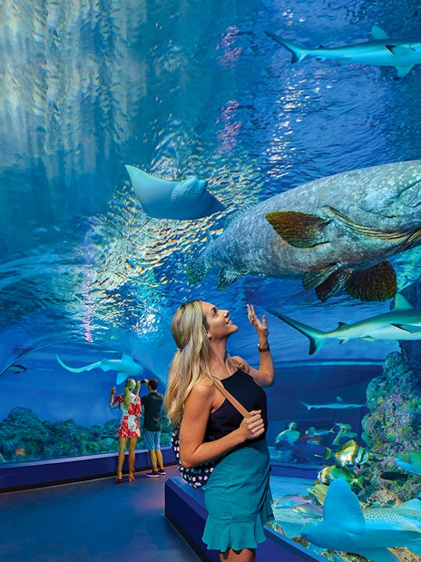 Visitors observing marine life in an underwater tunnel at Cairns Aquarium.
