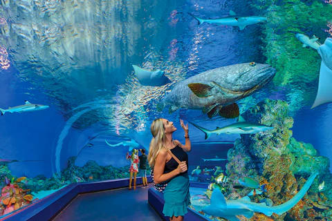 Attractions
