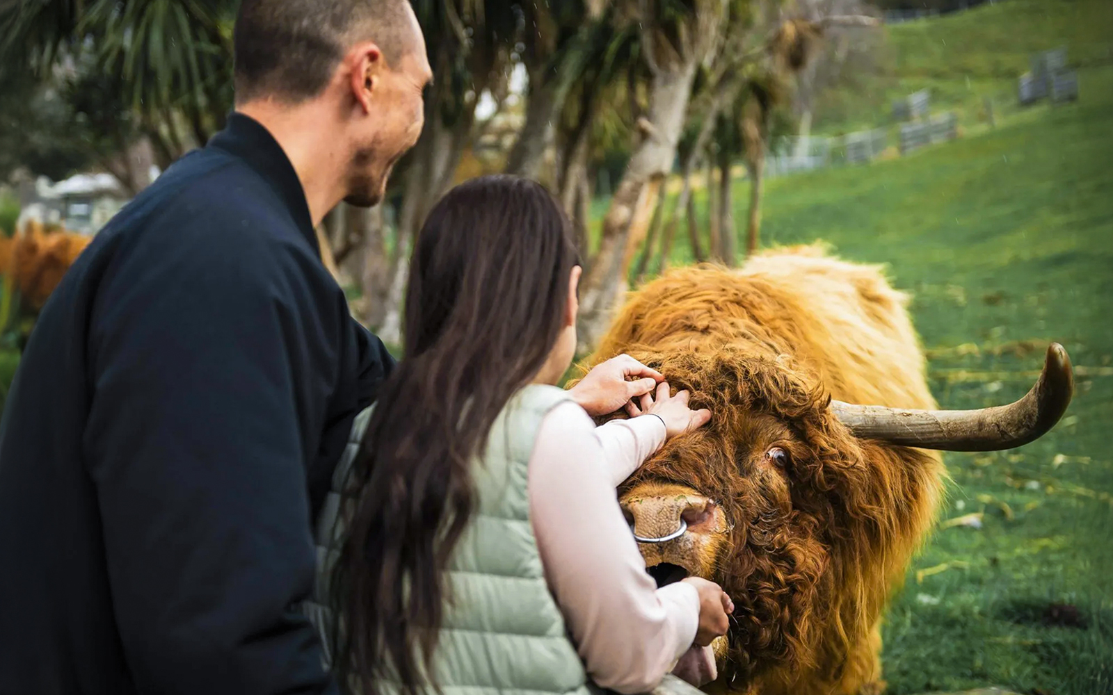 People petting a cow on a tour of at Walter Peak High Country Farm