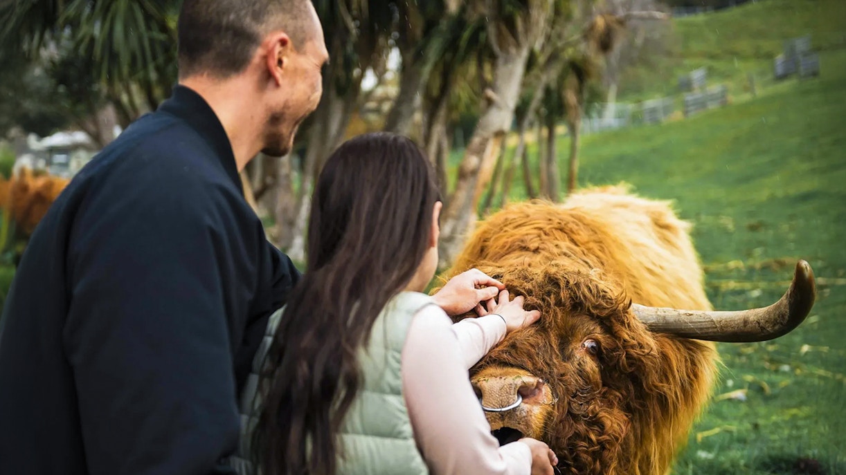 People petting a cow on a tour of at Walter Peak High Country Farm