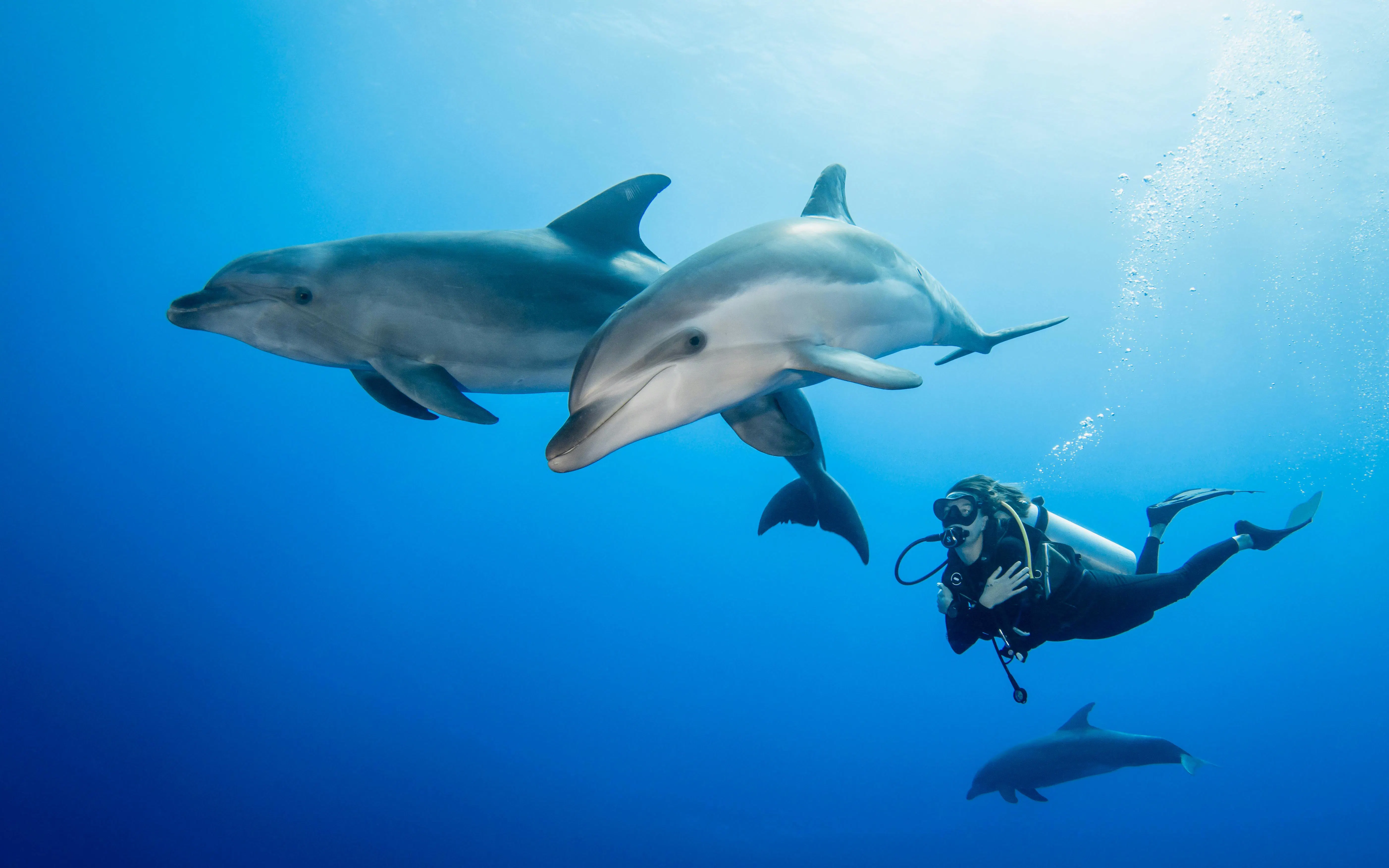 Diver swimming alongside dolphins in clear blue ocean.